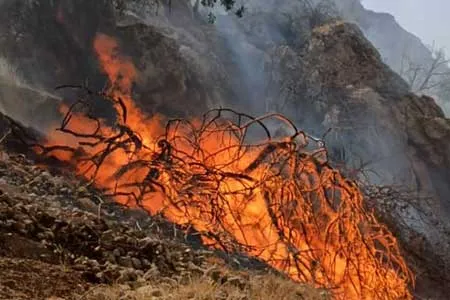 دستگیری 40 نفر در ارتباط با آتش‌ سوزی‌ در جنگل‌ های کشور / افزایش قاچاق چوب