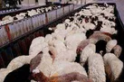 جلوگیری از خروج305  راس دام سبک به آن سوي مرزها