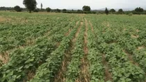 اجرای مزرعه الگویی کشاورزی حفاظتی در چهارمحال و بختیاری