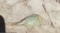 مشاهده فسیل زنده در تالاب هامون