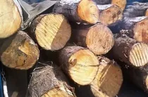 کشف ۶ تن چوب جنگلی قاچاق در نوشهر