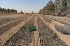 توزیع گسترده نهال در استان یزد به مناسبت هفته منابع طبیعی