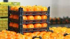 توزیع ۳۰۰ تن سیب و پرتغال برای شب عید
