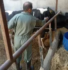 طرح مایه کوبی رایگان دام های روستایی علیه سویه جدید تب برفکی در آبیک