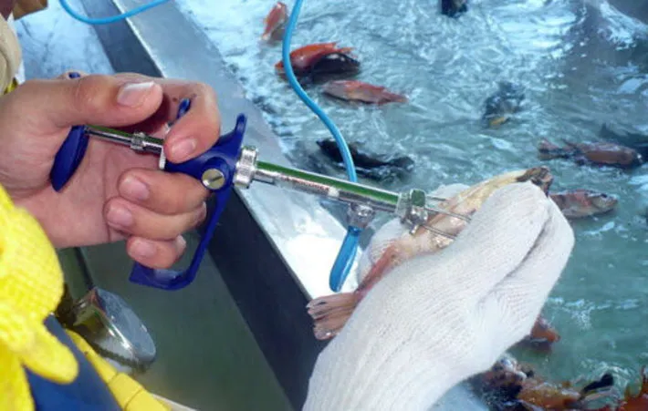 ساخت دو واکسن ایرانی برای بهره‌وری در صنعت آبزیان