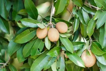 آغاز برداشت میوه گرمسیری چیکو در سیستان و بلوچستان
