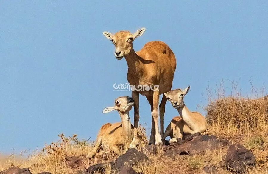 آغاز سرشماری حیات وحش آذربایجان شرقی 