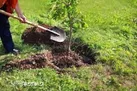 درختکاری ۱۰۰ هکتاری کمربند سبز بجنورد