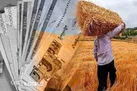 آغاز پرداخت مطالبات گندم کاران خراسان شمالی