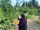پایش 10 هزار هکتار از باغات بهشهر برای ردیابی مگس میوه مدیترانه‌ای
