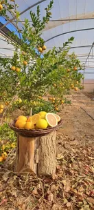 جذب گردشگر با کشت مرکبات در گلخانه