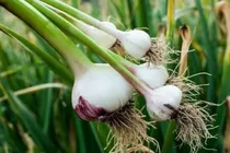 موسیر همدان راهی صنایع بزرگ کشاورزی می‌شود
