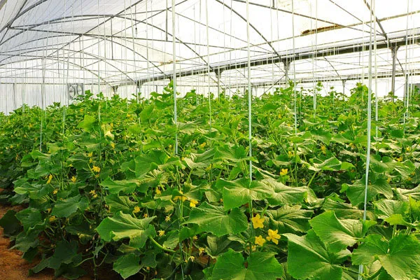 اتصال بیش از3 هزار واحد گلخانه ای استان یزد به شبکه گاز طبیعی
