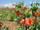 گزارش تصویری و توصیفی جام جم از دشت لاله های واژگون کوهرنگ