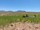 عملیات مبارزه با ملخ شکم بادمجانی در اراضی کشاورزی