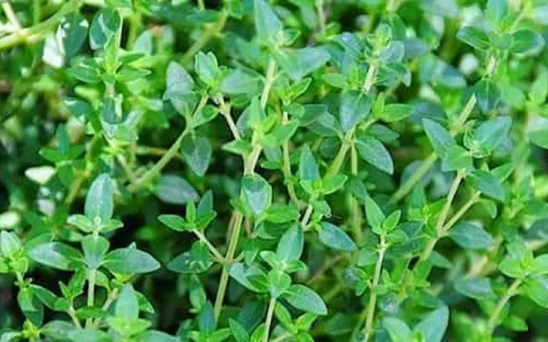 فواید سحرآمیز آویشن در درمان بیماری‌