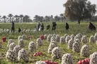 تعرفه پیاز ۱۸۰ درصد شد