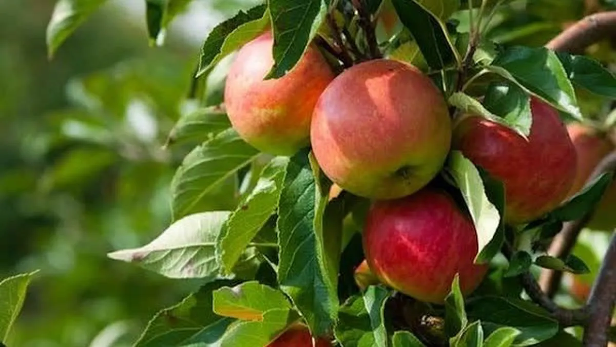 تولید ۲۸۶ تن سیب گلاب