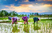 مازندران؛ ثروتی فراتر از کشاورزی