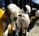 پیش‌بینی ذبح یک هزار رأس دام قربانی برای توزیع در بین نیازمندان ایلام