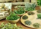 افزایش کشت گیاهان دارویی سازگار در اردبیل