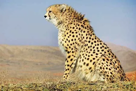 دشت‌ های ایران زیر پای یوز آسیایی