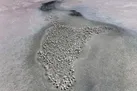 بخت سیاه فلامینگوهای بختگان