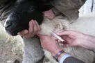 واکسینه بیش از ۵۰۰۰ رأس دام در مناطق محروم کهگیلویه و بویراحمد