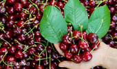 رکوردشکنی در برداشت گیلاس در باغ نمونه شهرستان سامان