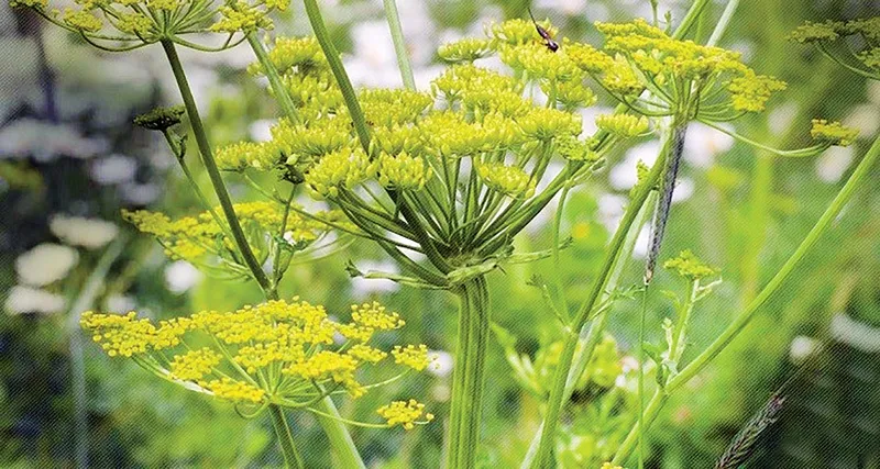انجدان،گیاهی برای سلامتی