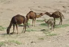 آغاز کوچ بهاره عشایر پرورش‌دهنده شتر از خنج فارس