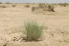 ۴۰۰ هزار هکتار نواحی بیابانی در ایلام وجود دارد