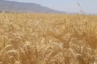 امسال تولید گندم در ایران افزایش می‌یابد