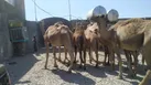 شرایط اقلیمی مناسب برای رونق صنعت پرورش شتر