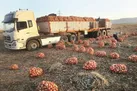 تهدید‌ بازار ۶.۵میلیارد دلاری کشاورزی