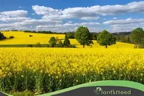 خیز مازندران برای خودکفایی در تولید روغن؛ حال مزارع کلزا خوش است