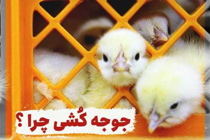 جوجه کُشی، چرا؟ (فیلم)