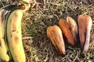 «موز اتیوپی»؛ امیدی‌ تازه برای امنیت غذایی
