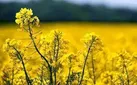 طلای سبز پاییزی در دل مزارع قزوین
