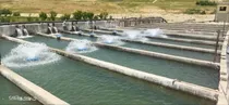 ۱۰۰۰ تن قزل‌آلای رنگین‌کمان، سهم بسزای چهارمحال و بختیاری در تولید پروتئین کشور