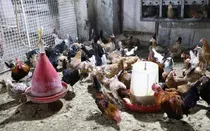 اقتصاد محلی سیستان با مرغ بومی جان تازه می‌گیرد