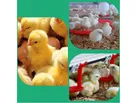 جوجه ریزی 3.7 میلیون قطعه ای در سوادکوه شمالی