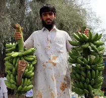 سیستان‌وبلوچستان پیشرو در خودکفایی ملی موز