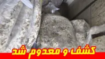 کشف و معدوم‌سازی ۲۵۰ کیلوگرم گوشت فاسد