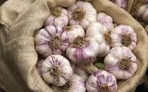 تولید سالانه بیش از ۶۰ هزار تن سیر و موسیر