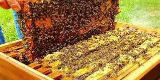 استان یزد از تولید کنندگان مرغوبترین عسل کشور