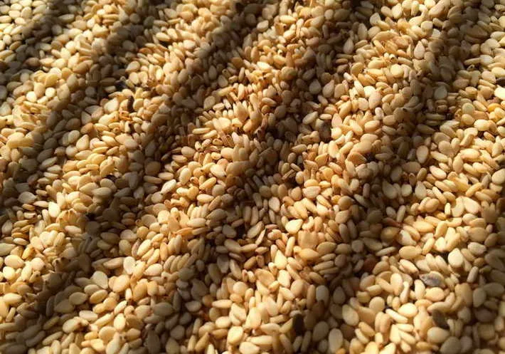 خواص کنجد؛ ارزش غذایی و ۸ خاصیت دارویی این دانه‌های ریز