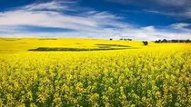 تولید ۹۲۰ تن کلزا از ۵۷۵ هکتار اراضی جویبار