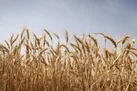 نیمی از مزارع دیم کهگیلویه و بویراحمد قابل برداشت نیست