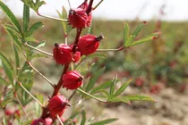 سیستان و بلوچستان تنها رویشگاه وسیع چای ترش ایران